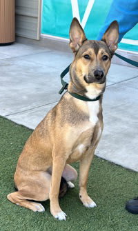 Photo of Nova
