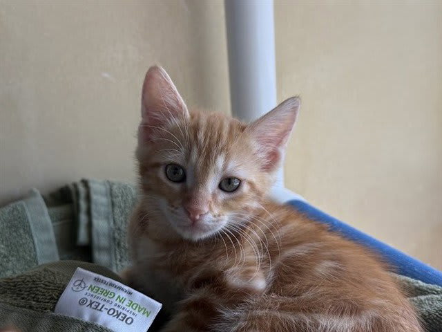 Photo of SHABOOZEY