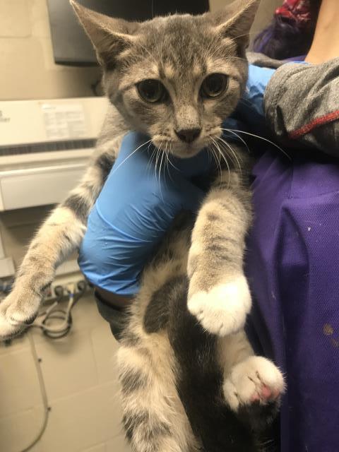 Photo of Cat