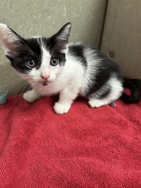 Photo of Cat