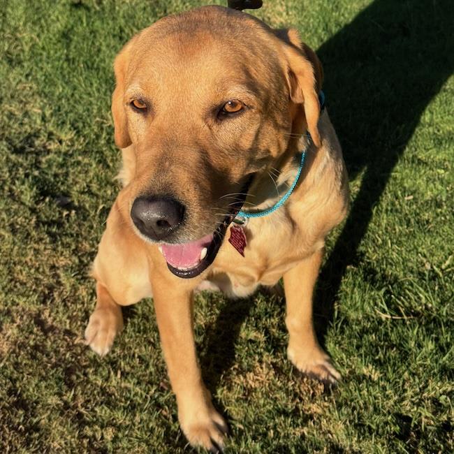 Photo of Polly - Adopted!