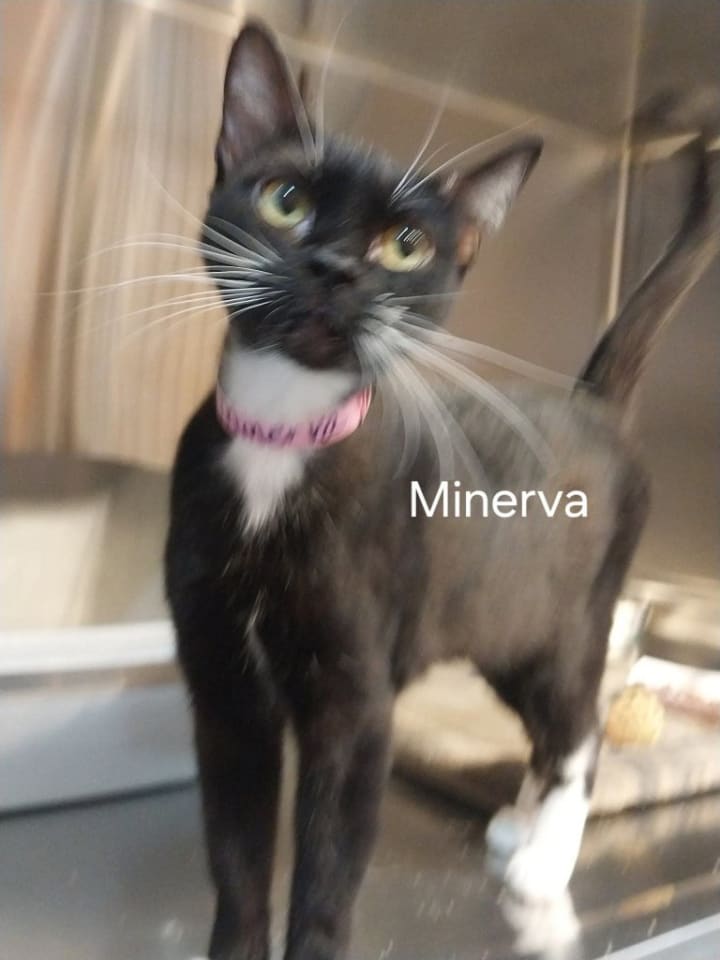 Photo of Minerva (91638)