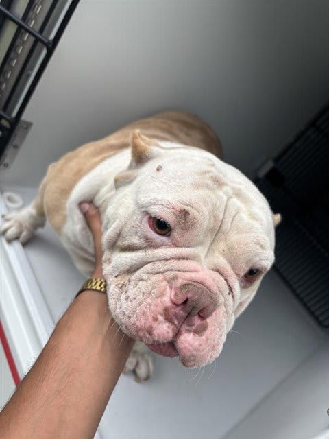 Photo of Dog