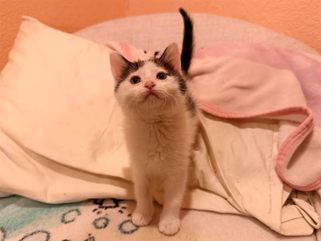 Photo of LIL MOO