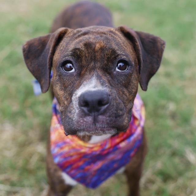 Photo of PIPER