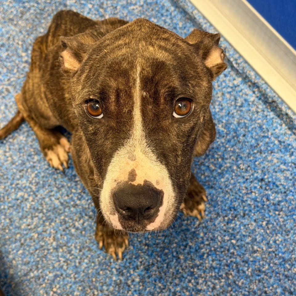 Photo of 26-363 Mocha