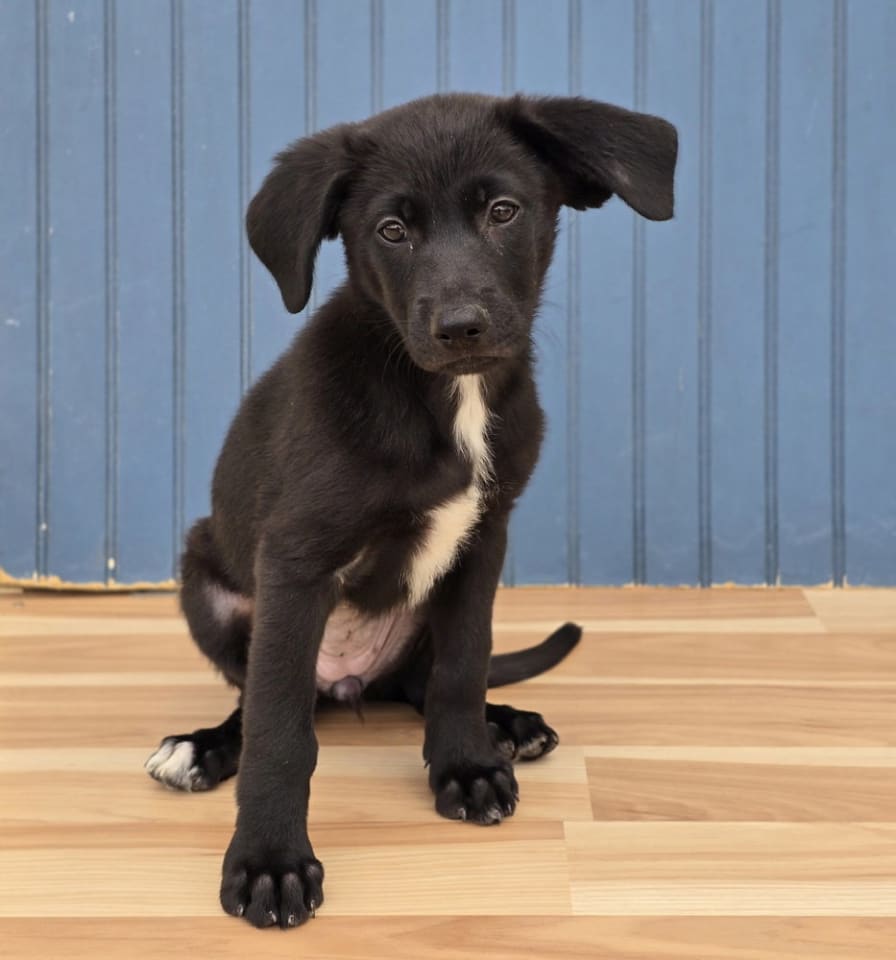 Photo of Mabel