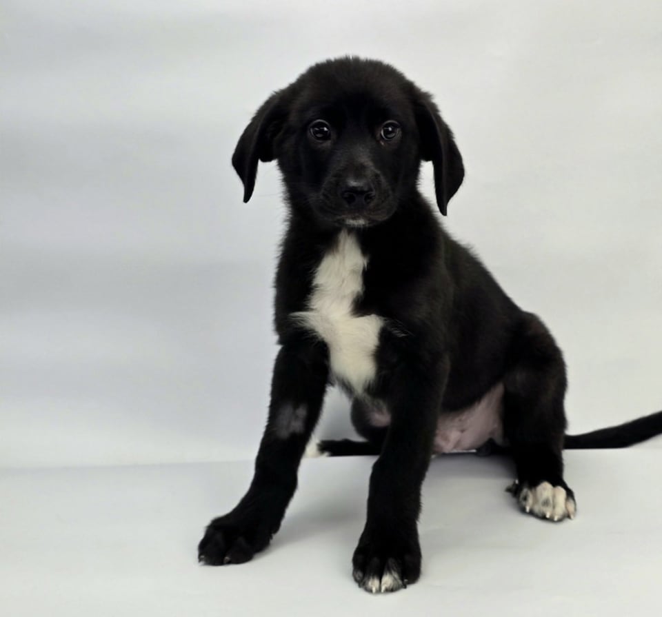 Photo of Winston
