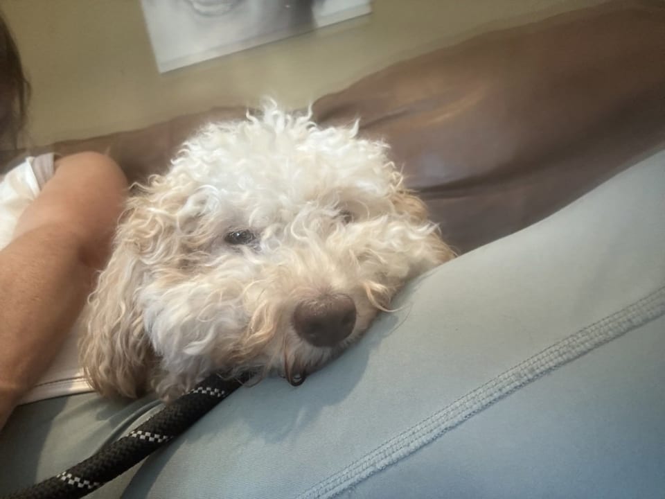 Photo of Jax