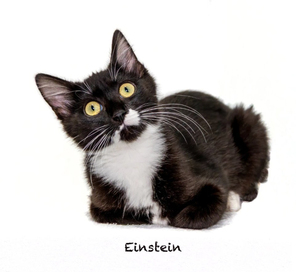 Photo of Einstein