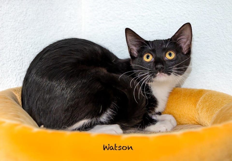 Photo of Watson