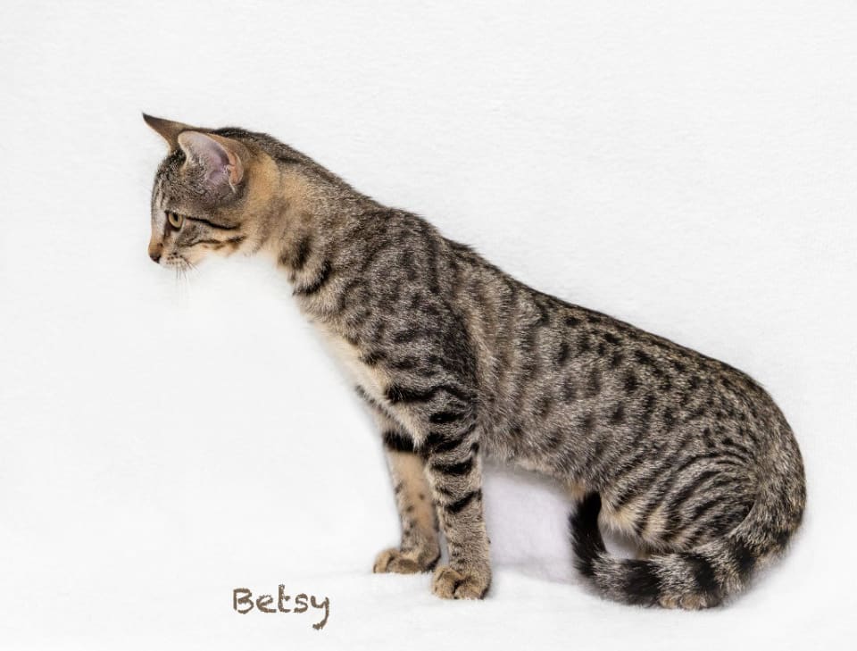 Photo of Betsy