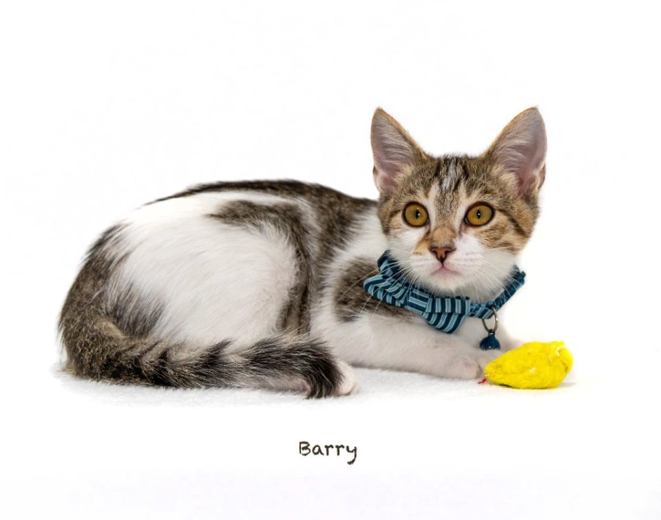 Photo of Barry