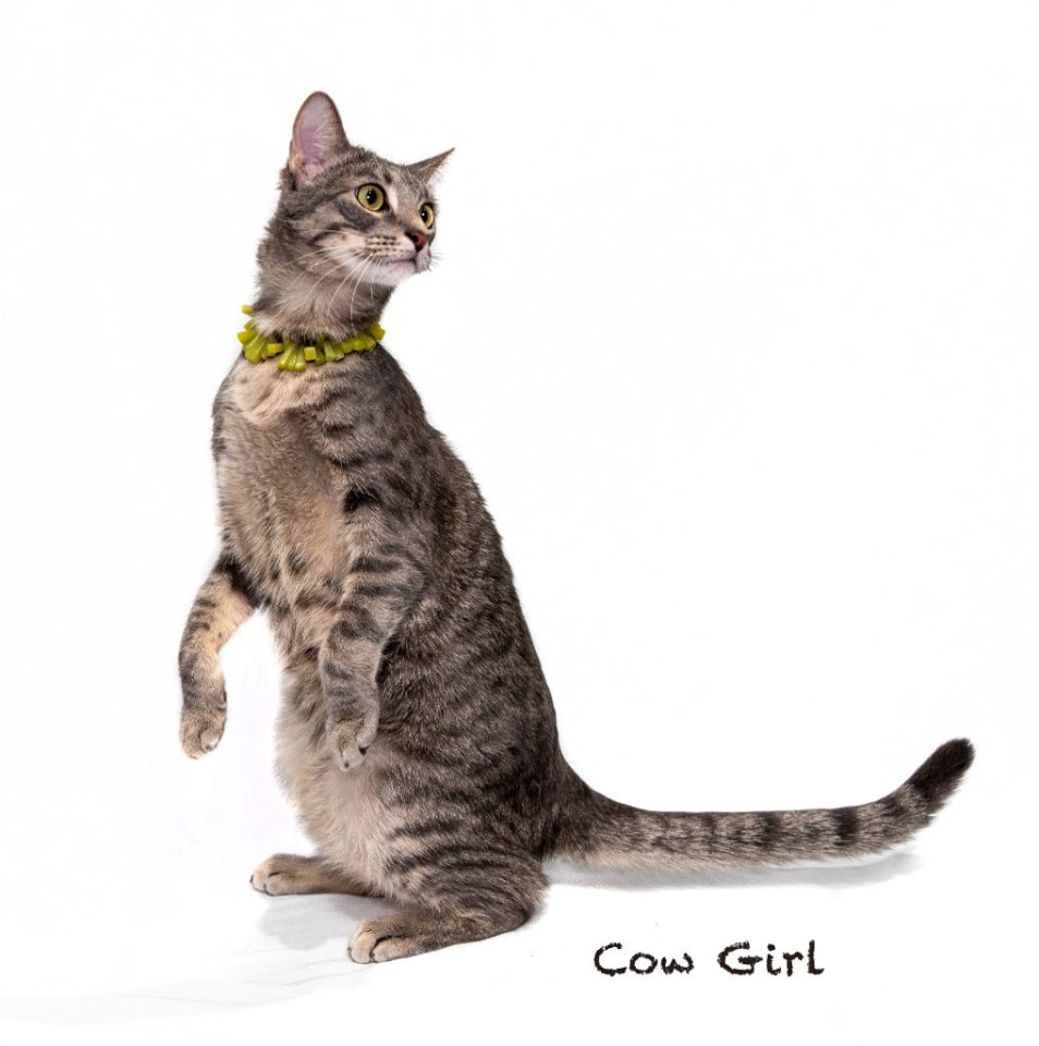 Photo of Cowgirl