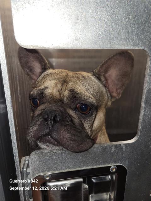 Photo of FRENCHIE