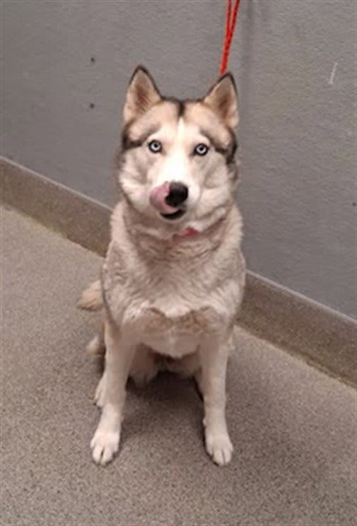 Photo of NALA