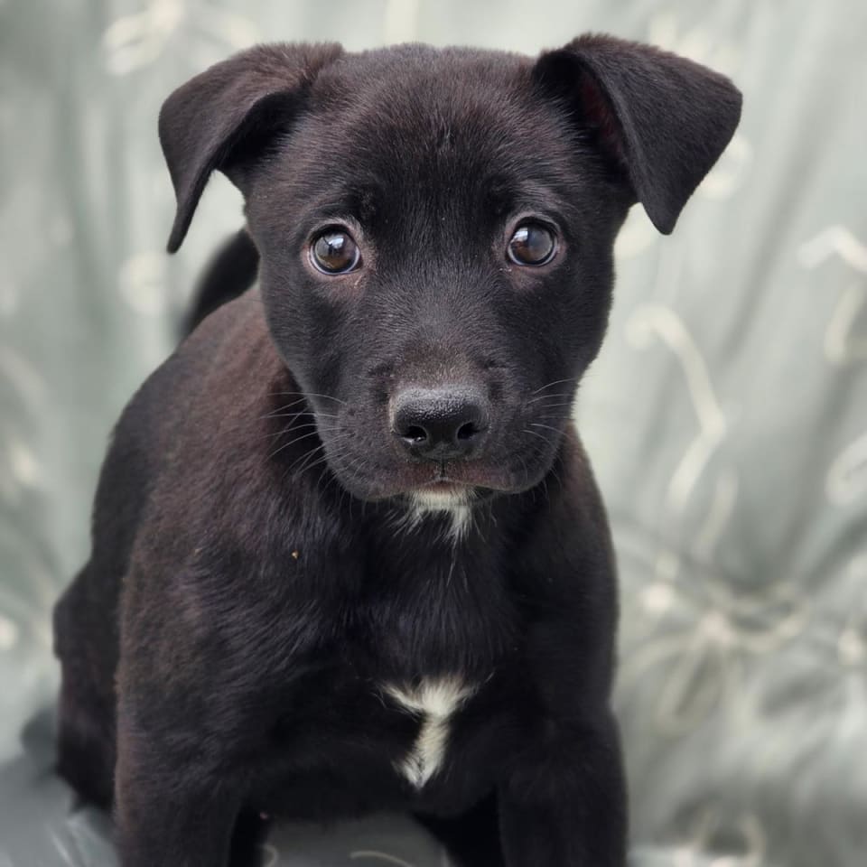 Photo of Juice Box Pup - Kool-Aid