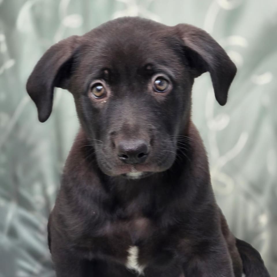 Photo of Juice Box Pup - Ssips