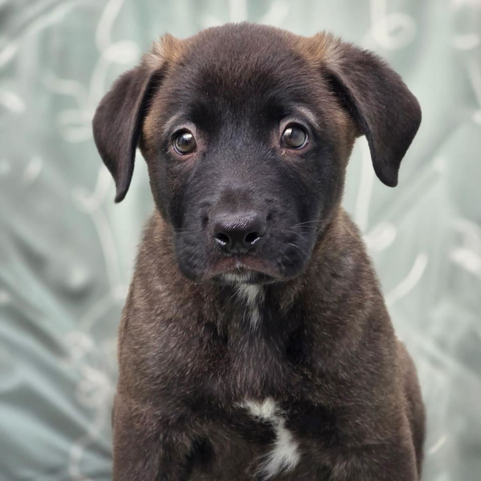 Photo of Juice Box Pup - Motts