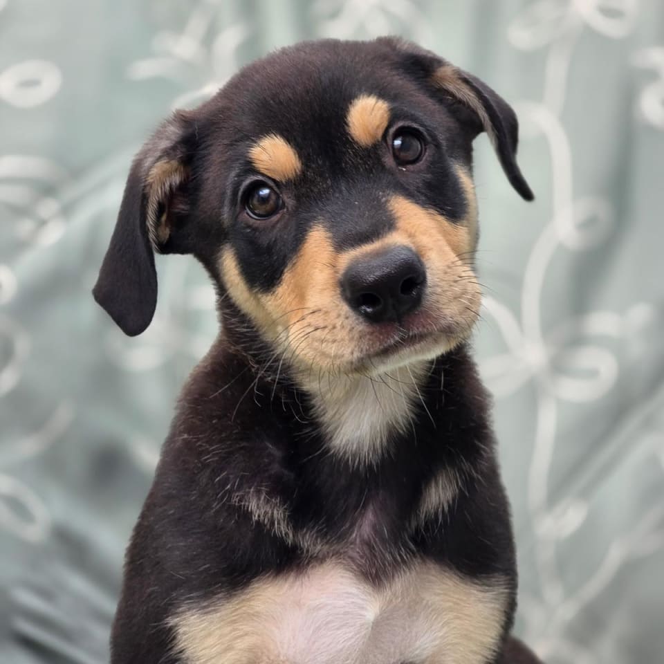 Photo of Juice Box Pup - Hi-C