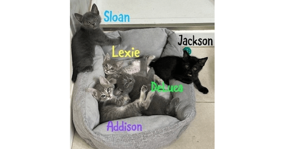 Photo of Addison