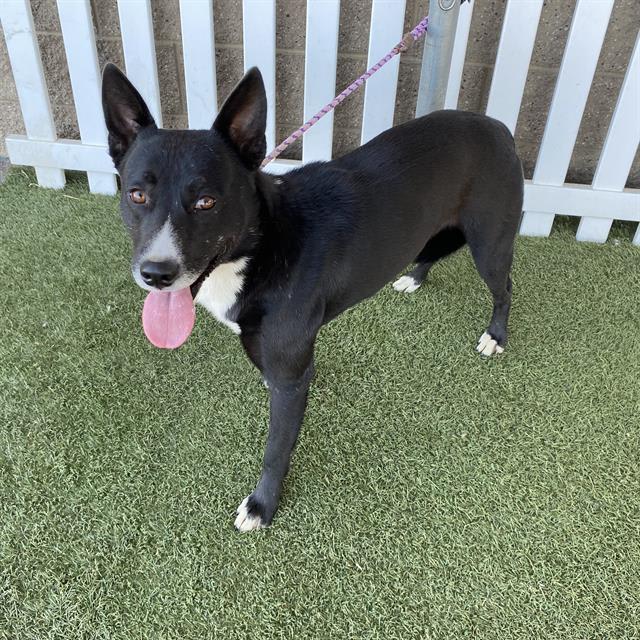 Photo of DOMINO