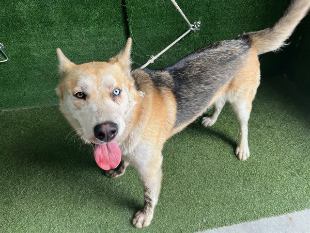 Photo of HARVEY