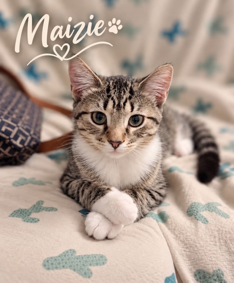 Photo of Maizie, Willow Grove Area,