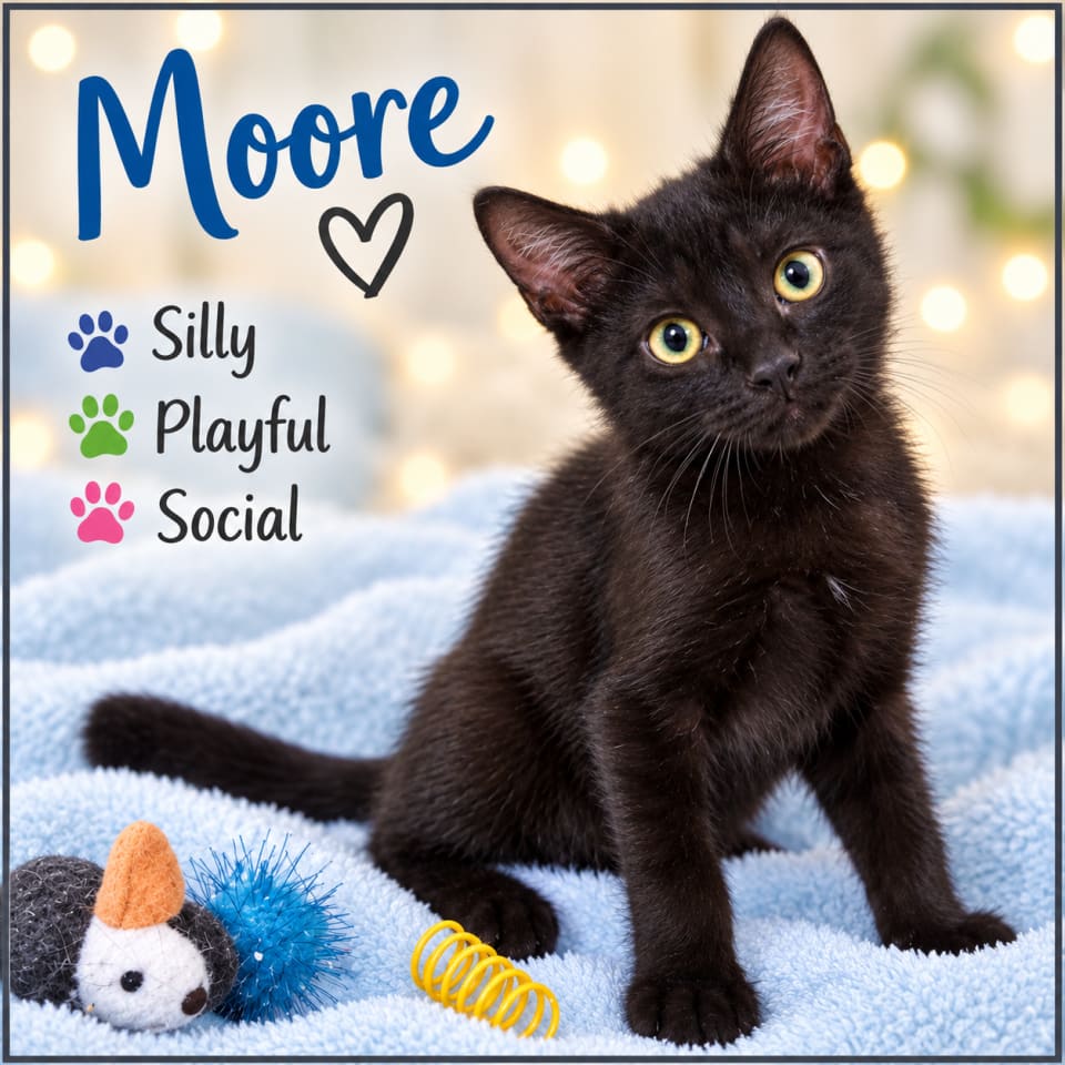 Photo of Moore