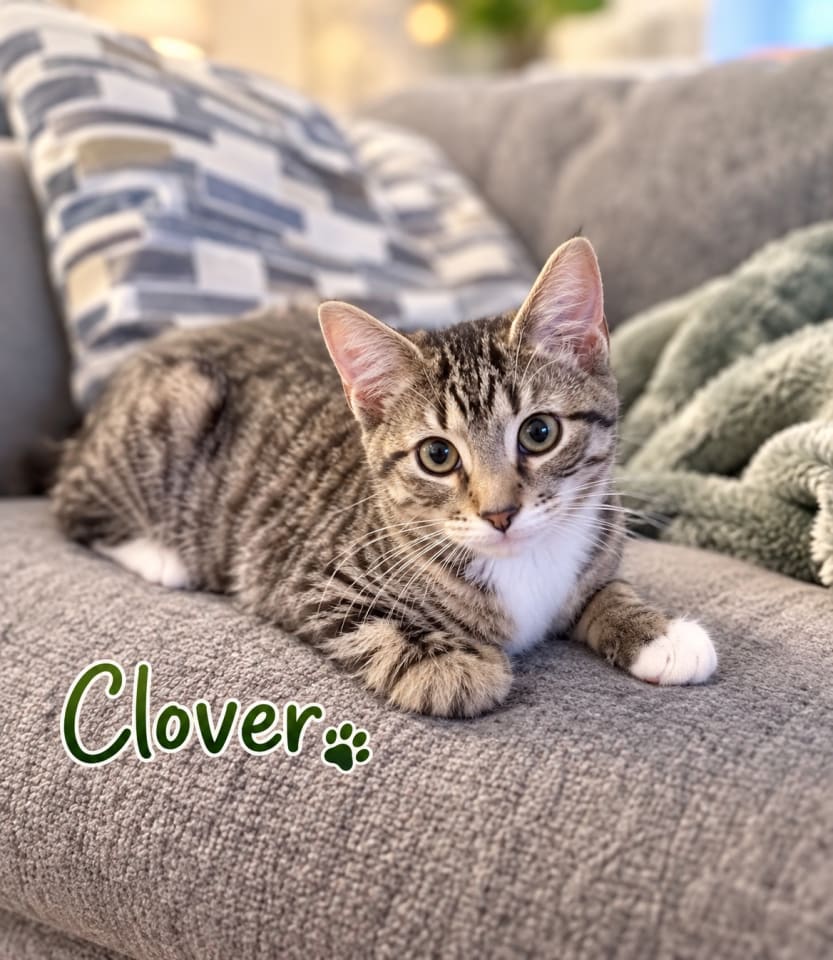 Photo of Clover, Willow Grove Area,
