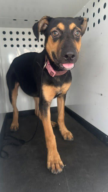 Photo of Dog