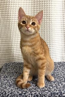Photo of KITTEN SUNNY