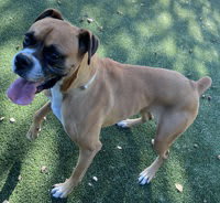 Photo of Stella