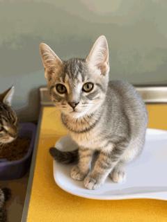 Photo of KITTEN WEEBLE
