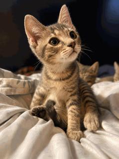 Photo of KITTEN WEEBLE