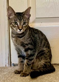 Photo of KITTEN CHIP