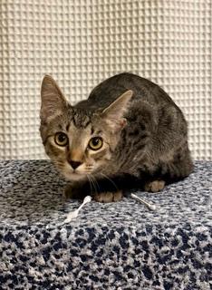 Photo of KITTEN CHIP