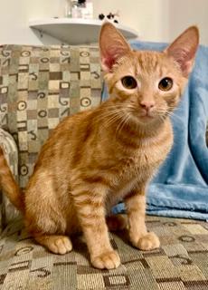 Photo of KITTEN DOBBY