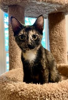 Photo of KITTEN LUCKY LADY