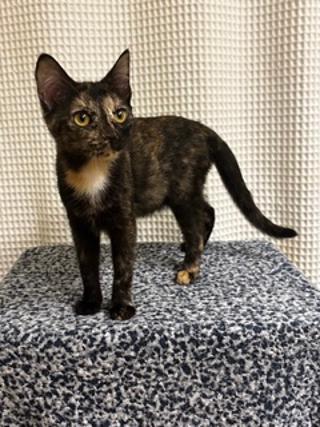 Photo of KITTEN LUCKY LADY