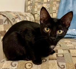 Photo of KITTEN JINX