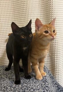 Photo of KITTEN JINX