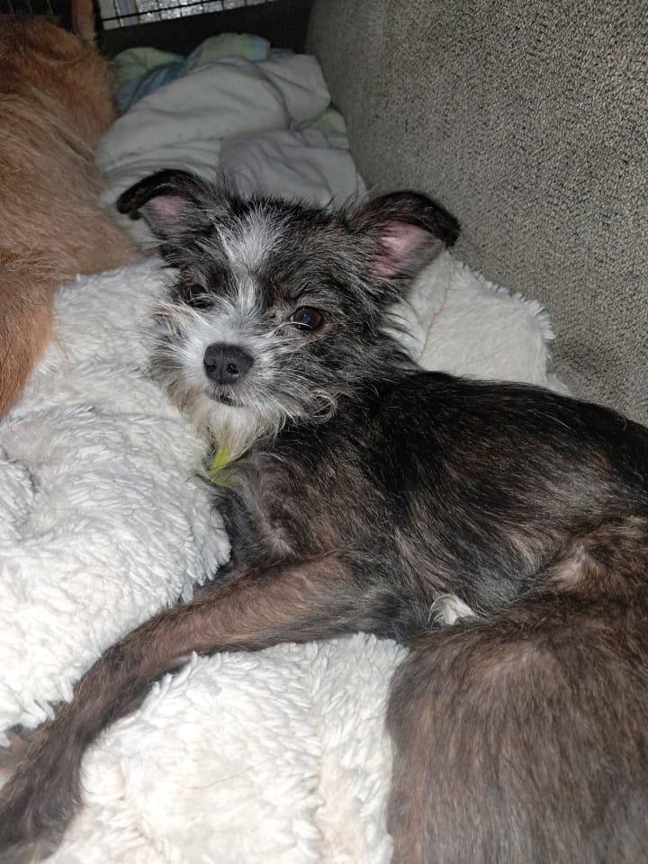 Photo of Stella