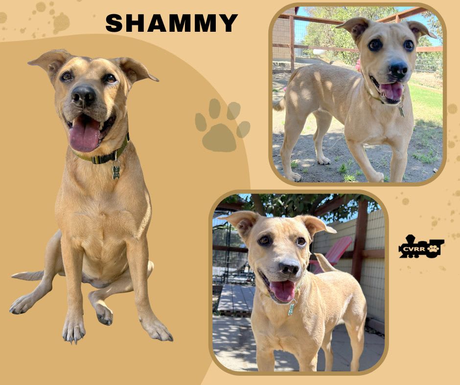 Photo of Shammy
