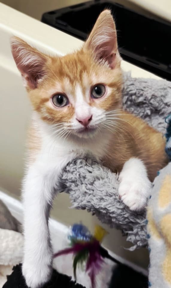 Photo of KITTEN BIEBER
