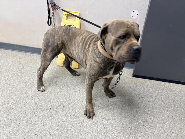 Photo of HERCULES