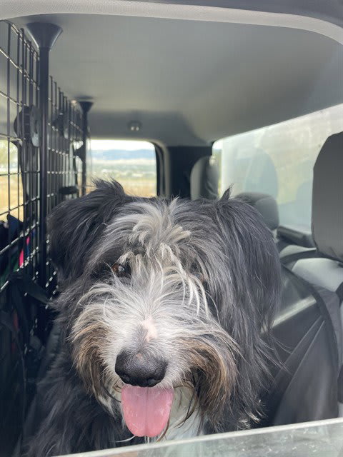 Photo of GOOSE