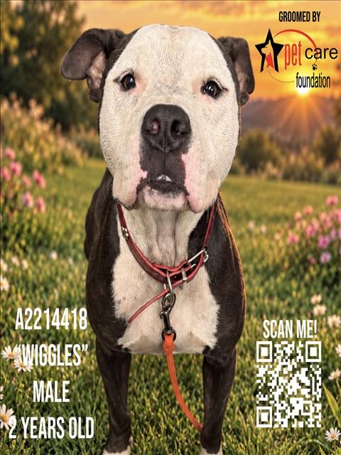 Photo of WIGGLES