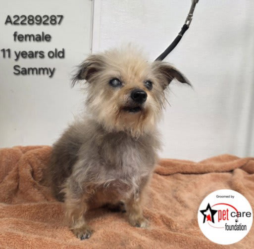 Photo of SAMMY