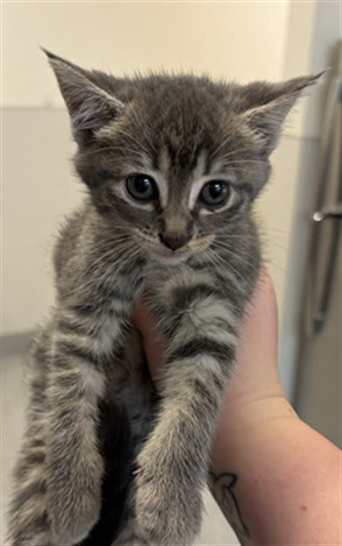 Photo of KITTEN 1